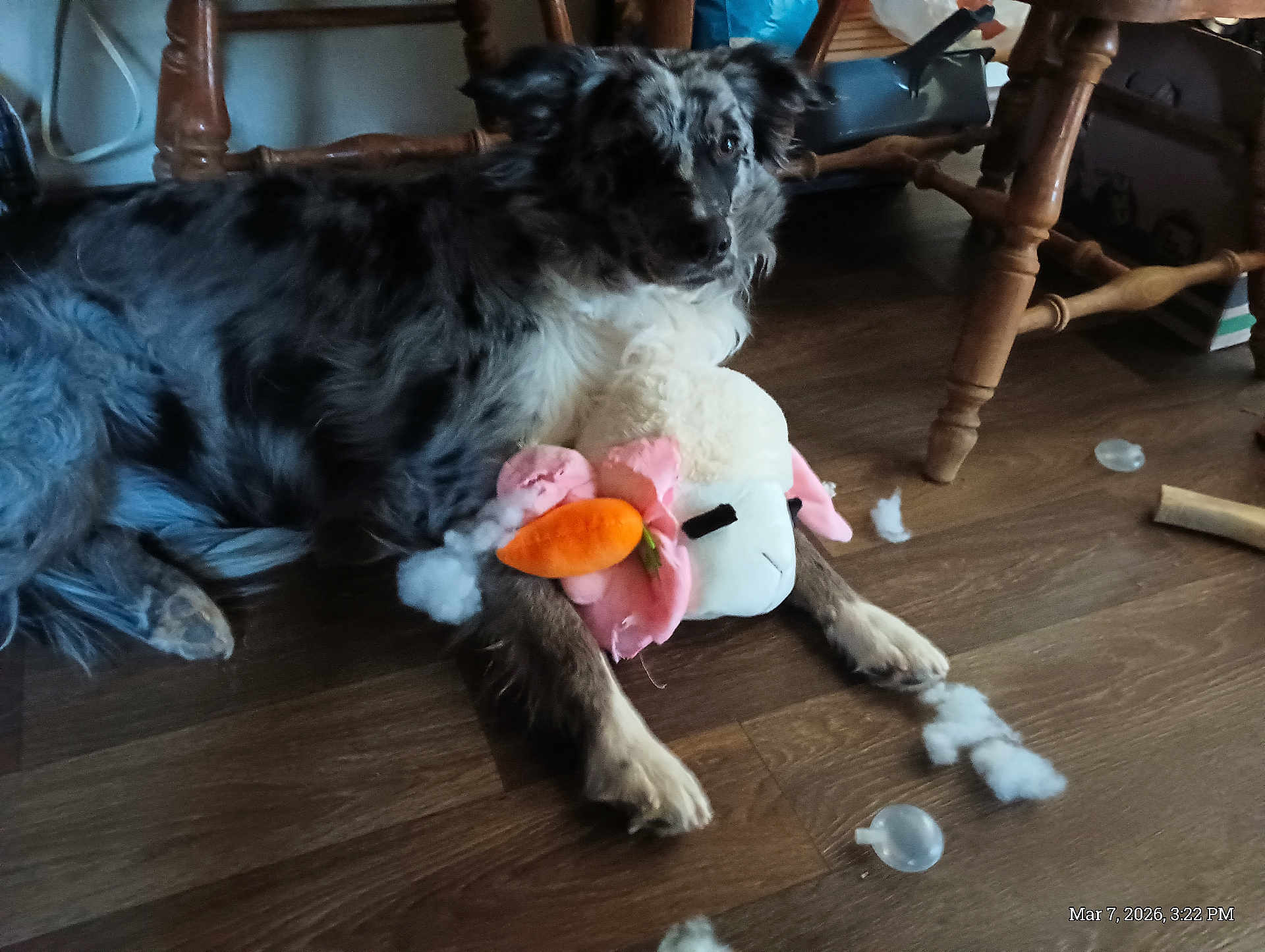 Rafa joined the competition — help win amazing prizes! dog, stuffed_toy, torn_toy, stuffing, wooden_floor, chair, paw, fur, indoor, pet, playful, carrot_toy, plush, dining_chair, floor, damaged_toy, muzzle, shadow, timestamp, homedecor