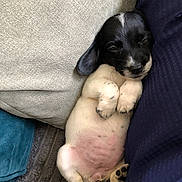 Polly is registered to the contest to win money with this photo: puppy, dog, sleeping, cute, black_and_white, cushion, indoor, pet, fur, small, cozy, relaxed, paw, lying_down, adorable, nap, soft, resting, young, domestic_animal