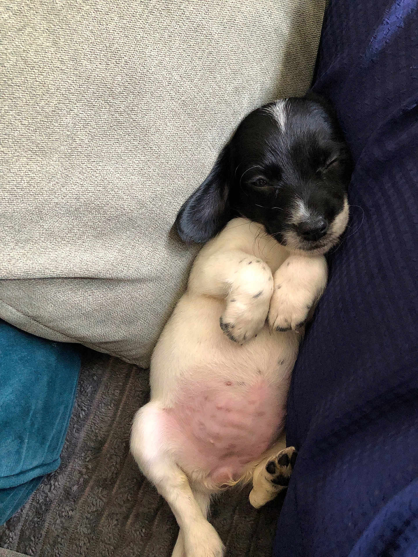 Polly is registered to the contest to win money with this photo: puppy, dog, sleeping, cute, black_and_white, cushion, indoor, pet, fur, small, cozy, relaxed, paw, lying_down, adorable, nap, soft, resting, young, domestic_animal