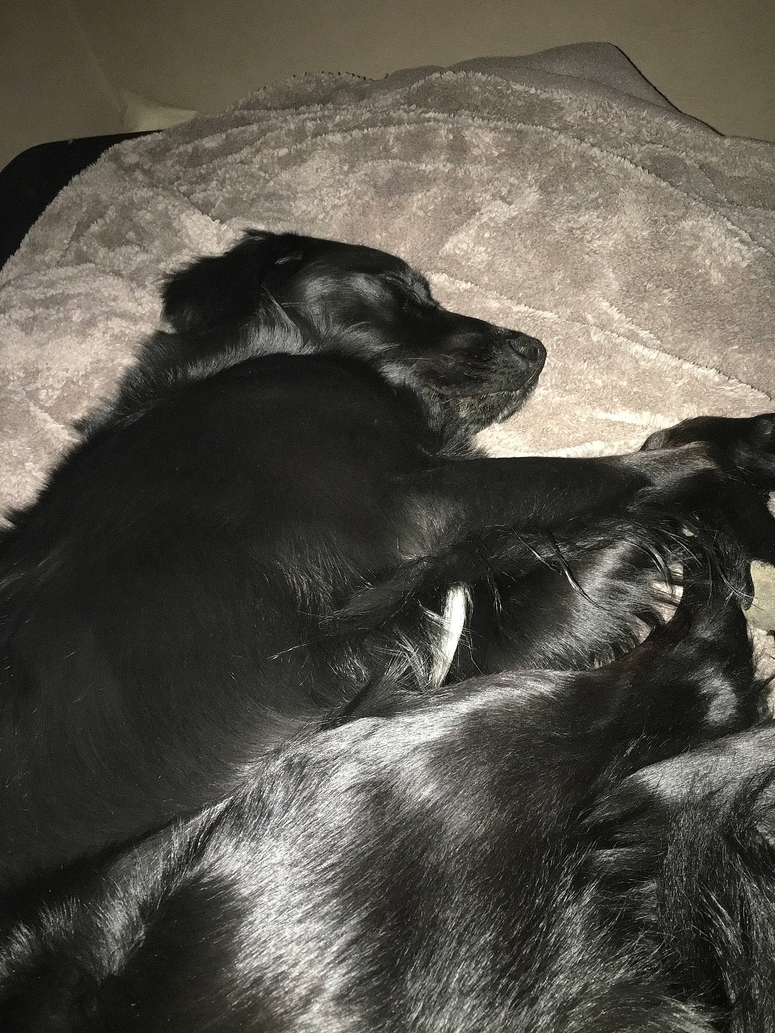 Max a rejoint le concours — aidez-le/la à gagner de superbes lots ! black, black_and_white, canidae, carnivore, dog_breed, guard_dog, labrador_retriever, sporting_group