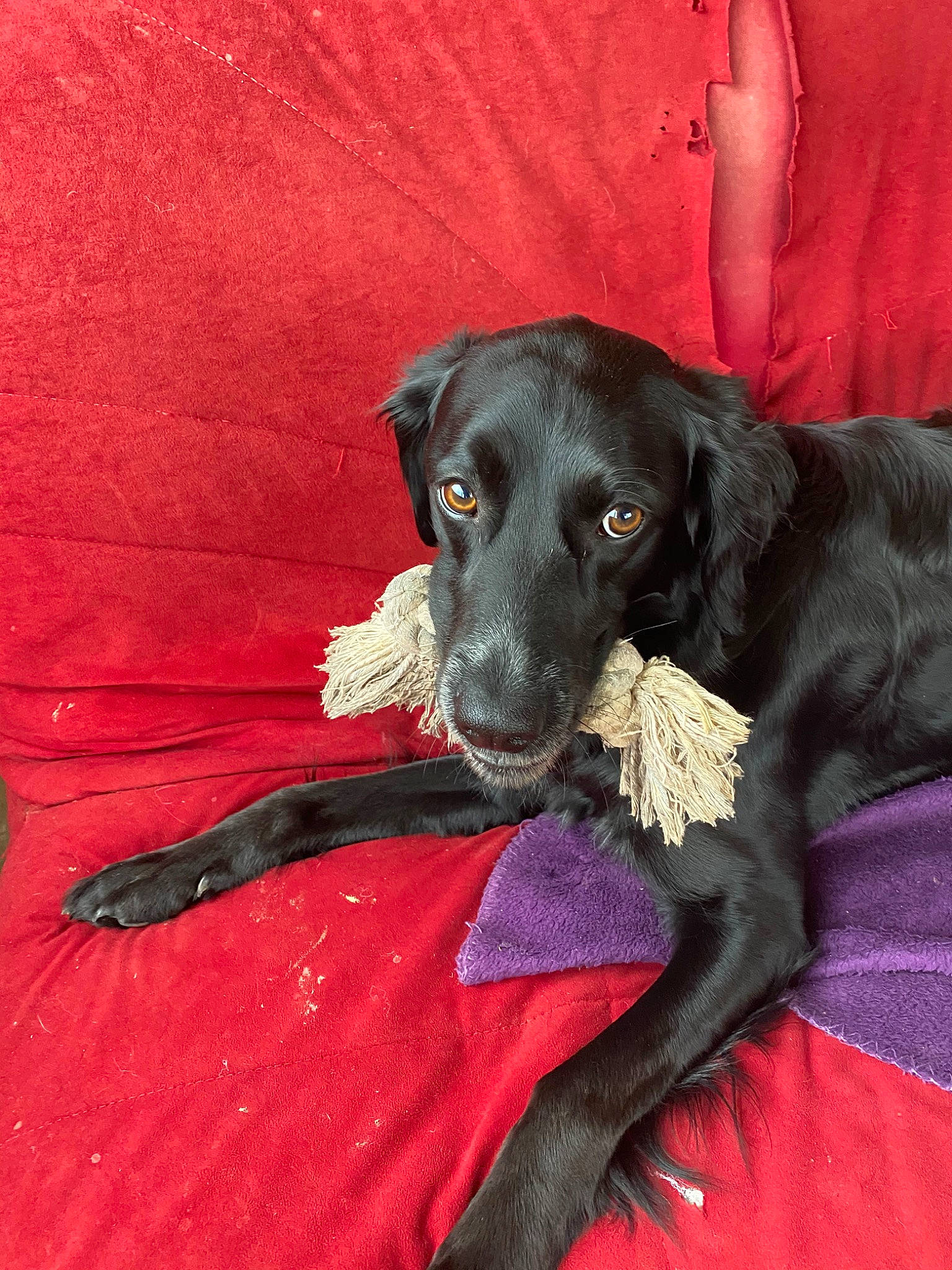 Max participe au concours pour gagner de l'argent avec cette photo : beagador, borador, canidae, carnivore, companion_dog, dog, dog_breed, flat_coated_retriever, hunting_dog, labrador_retriever, mammal, patterdale_terrier, plott_hound, rare_breed_dog, snout, sporting_group, vertebrate