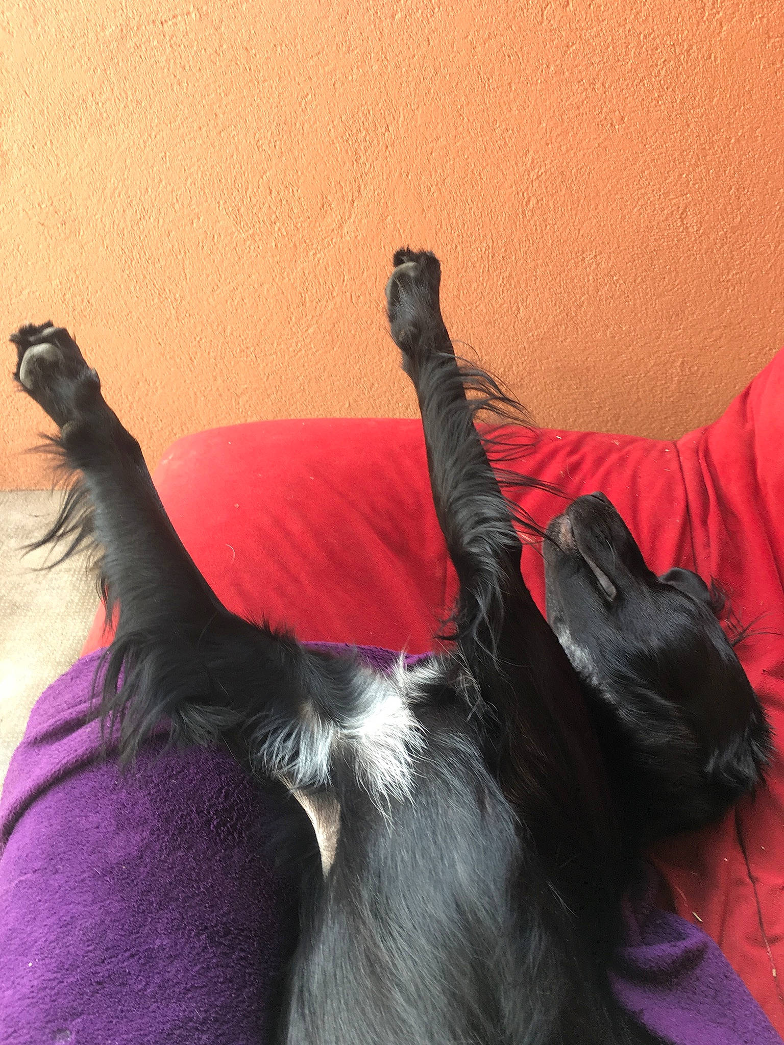 Max a rejoint le concours — aidez-le/la à gagner de superbes lots ! canidae, ear, finger, fun, gesture, hand, neck, pink, sporting_group, tail