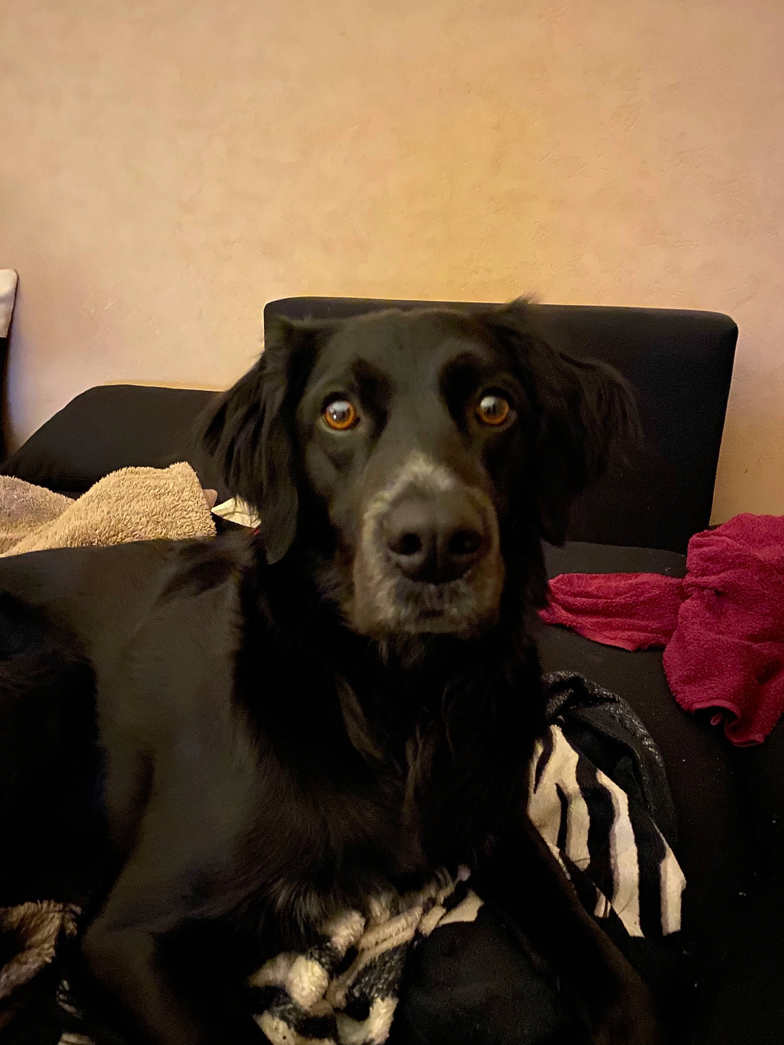 Max a rejoint le concours — aidez-le/la à gagner de superbes lots ! beagador, black, borador, canidae, carnivore, companion_dog, dog, dog_breed, flat_coated_retriever, hunting_dog, labrador_retriever, mammal, rare_breed_dog, retriever, snout, sporting_group, vertebrate