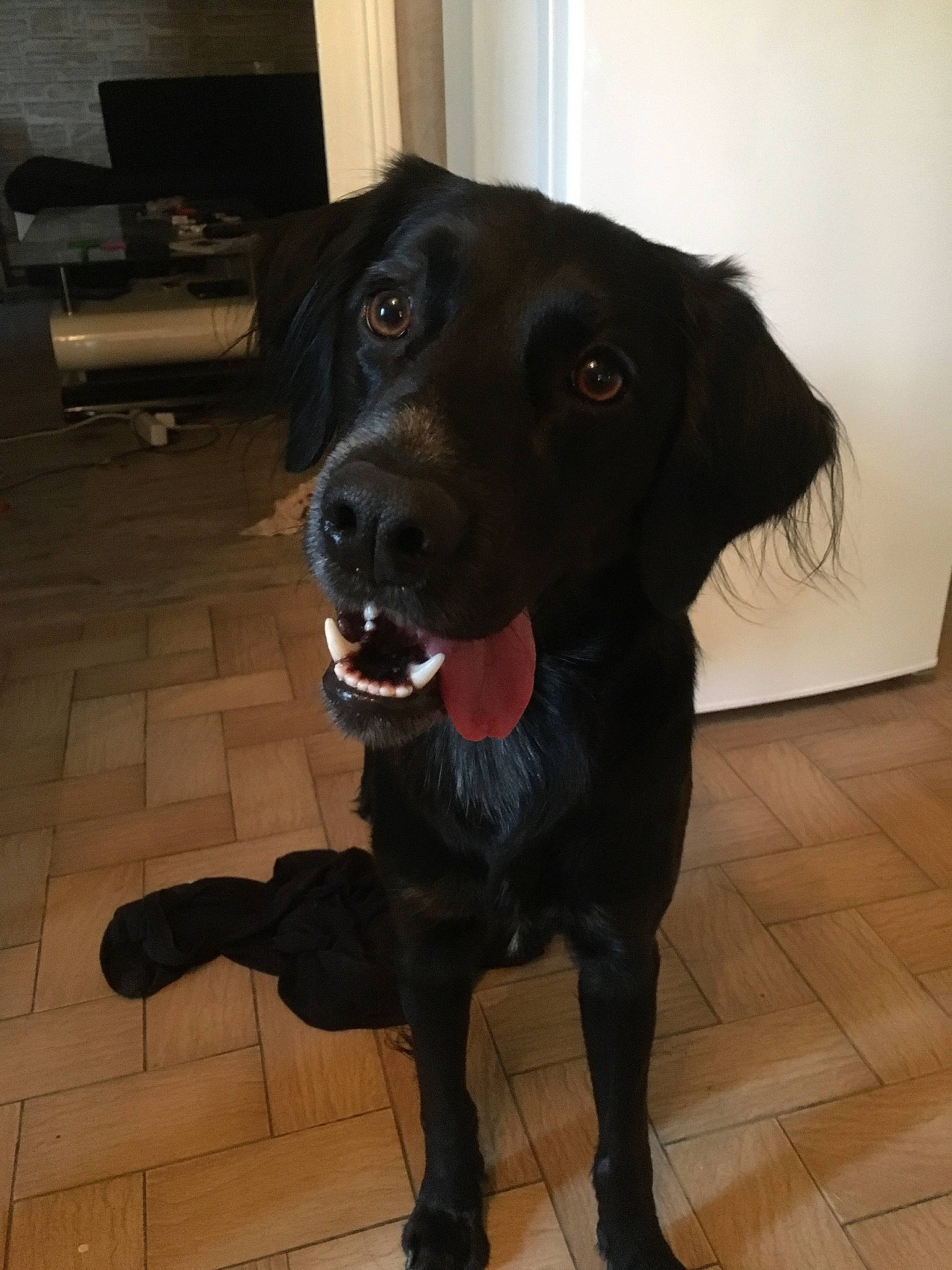 Max a rejoint le concours — aidez-le/la à gagner de superbes lots ! beagador, borador, canidae, carnivore, companion_dog, dog, dog_breed, flat_coated_retriever, hunting_dog, labrador_retriever, nose, patterdale_terrier, pointing_breed, rare_breed_dog, retriever, snout, sporting_group, tail