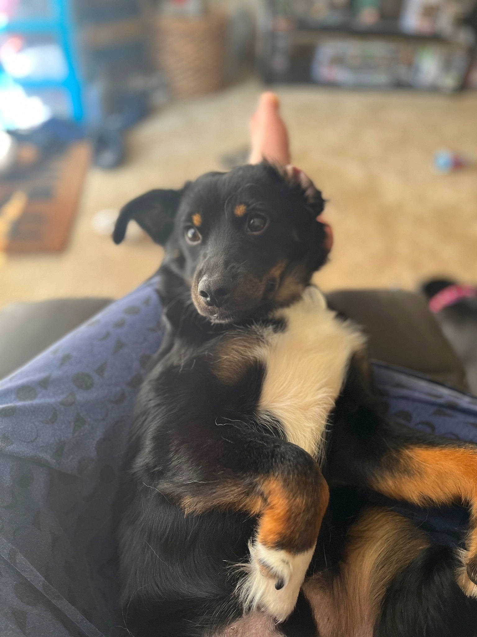 Kuma joined the competition — help win amazing prizes! canidae, carnivore, companion_dog, dog, dog_breed, fur, guard_dog, sporting_group, vertebrate, working_dog