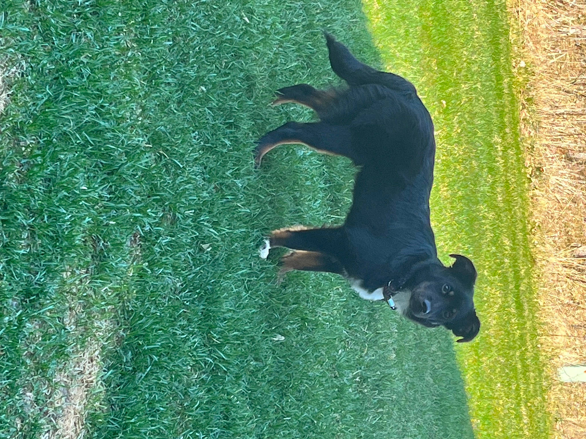 Kuma joined the competition — help win amazing prizes! beak, canidae, carnivore, companion_dog, dog, dog_breed, fawn, grass, grassland, green, guard_dog, pasture, plant, sporting_group, tail, terrestrial_animal, tree, wildlife, window, working_animal