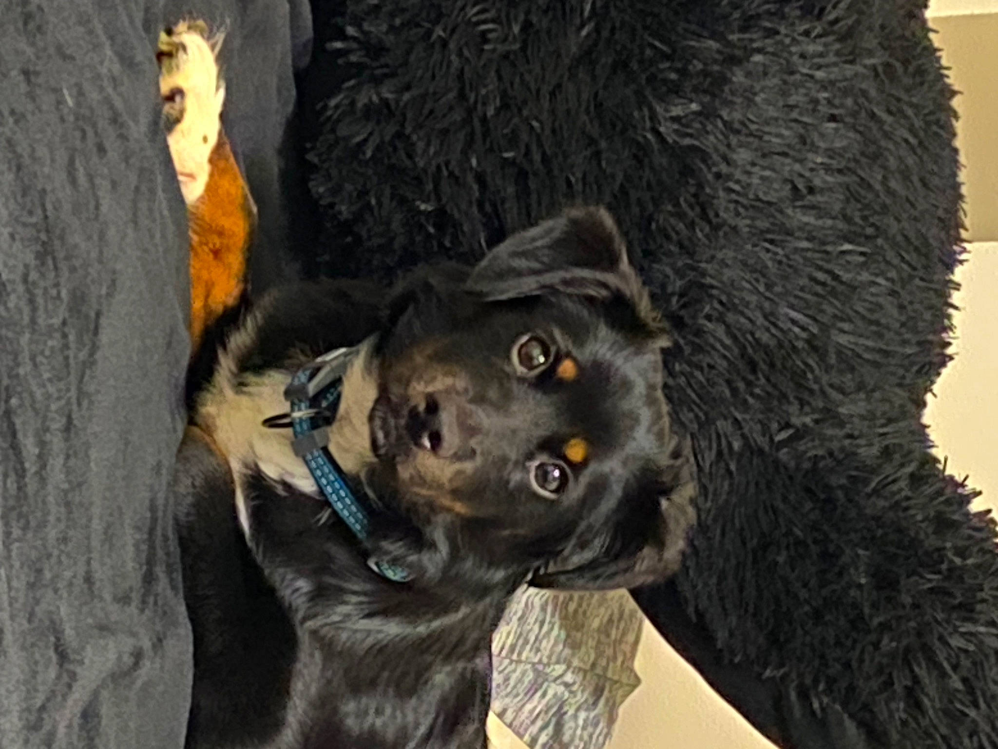 Kuma is registered to the contest to win money with this photo: american_black_bear, canidae, carnivore, companion_dog, dog, dog_breed, fawn, felidae, fur, giant_dog_breed, guard_dog, natural_material, retriever, snout, sporting_group, terrestrial_animal, trunk, whiskers, wildlife, working_animal