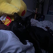 Bear joined the competition — help win amazing prizes! black_cat, bed, blanket, plush_toy, pikachu, soft_toy, indoor, dim_light, poster, wall, furniture, comfort, relax, animal, pet, fur, whiskers, cozy, resting, dark
