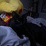 black_cat, bed, blanket, plush_toy, pikachu, soft_toy, indoor, dim_light, poster, wall, furniture, comfort, relax, animal, pet, fur, whiskers, cozy, resting, dark