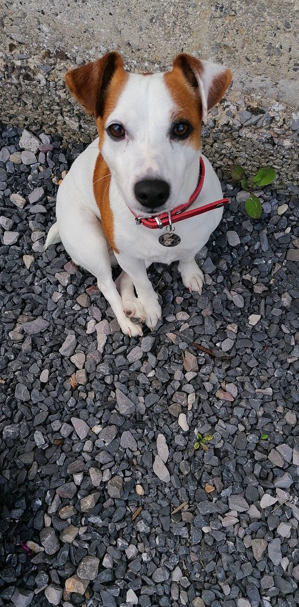 Ollie a rejoint le concours — aidez-le/la à gagner de superbes lots ! asphalt, canidae, carnivore, collar, companion_dog, dog, dog_breed, dog_collar, dog_supply, fawn, irishjacks, pet_supply, road_surface, snout, soil, sporting_group, tar, water, whiskers, working_animal