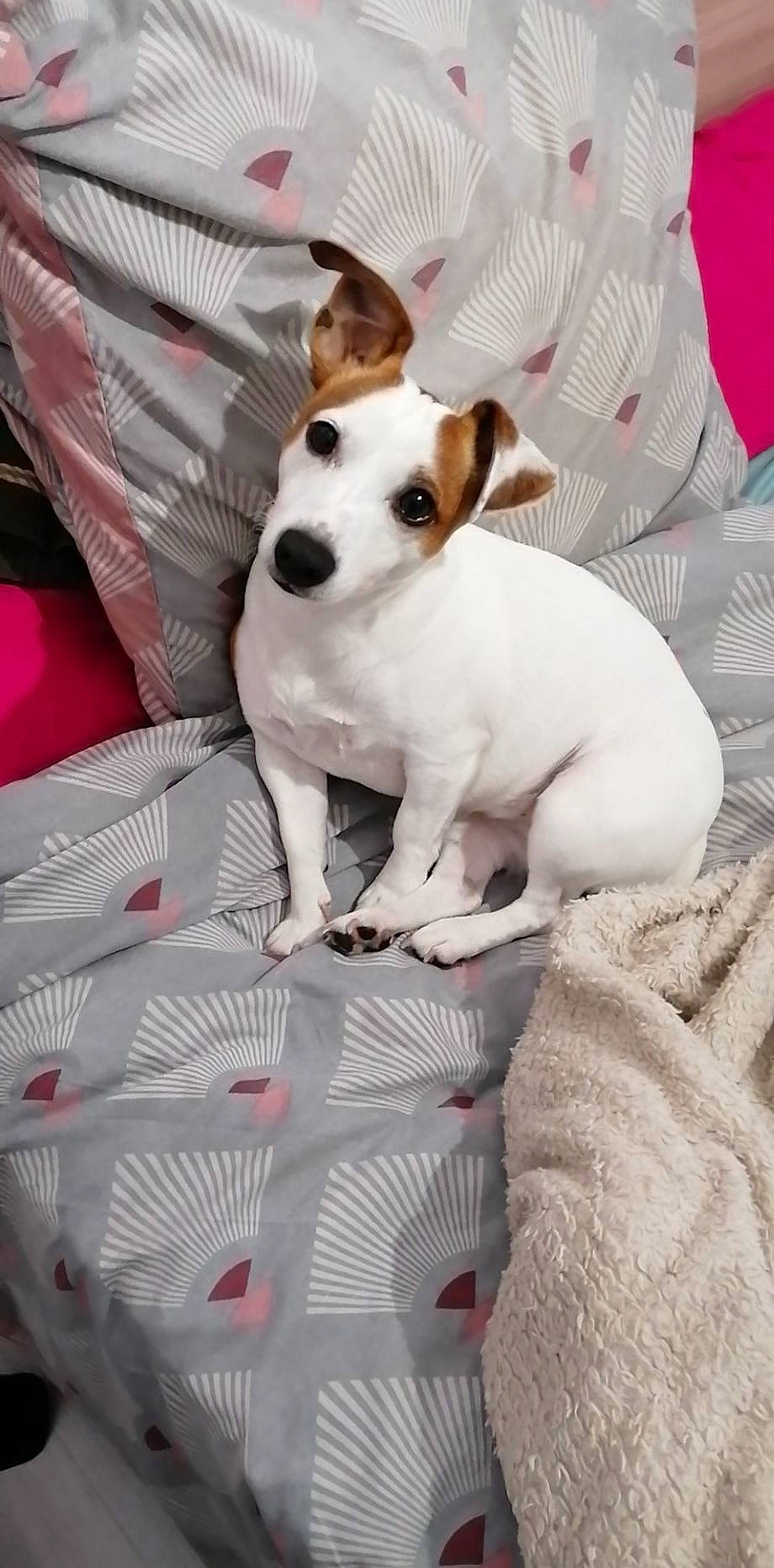 Ollie a rejoint le concours — aidez-le/la à gagner de superbes lots ! canidae, carnivore, collar, comfort, companion_dog, dog, dog_breed, dog_supply, fawn, fur, irishjacks, linens, non_sporting_group, paw, snout, terrier, toy_dog, whiskers, white, working_animal