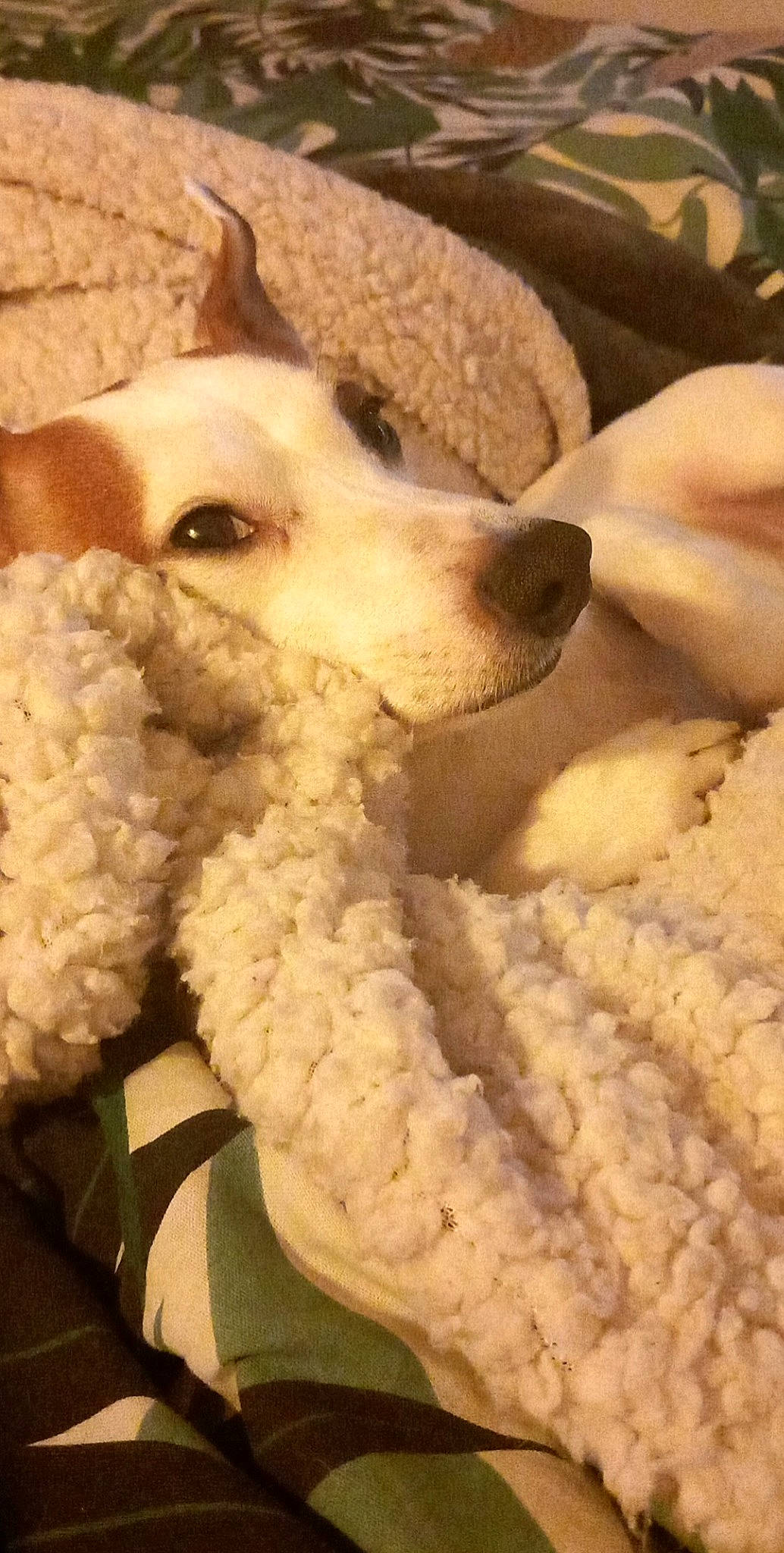 Ollie a rejoint le concours — aidez-le/la à gagner de superbes lots ! ball, canidae, carnivore, companion_dog, dog, dog_breed, fawn, fur, nose, paw, plush, small_to_medium_sized_cats, snout, sporting_group, stuffed_toy, tail, toy, toy_dog, whiskers, working_animal