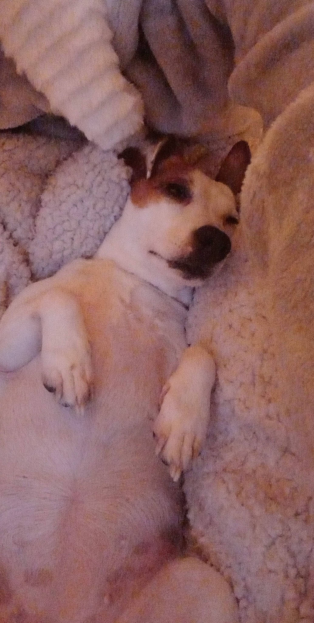 Ollie a rejoint le concours — aidez-le/la à gagner de superbes lots ! carnivore, comfort, companion_dog, dog, dog_breed, fawn, fur, non_sporting_group, paw, tail, terrestrial_animal, whiskers, working_animal