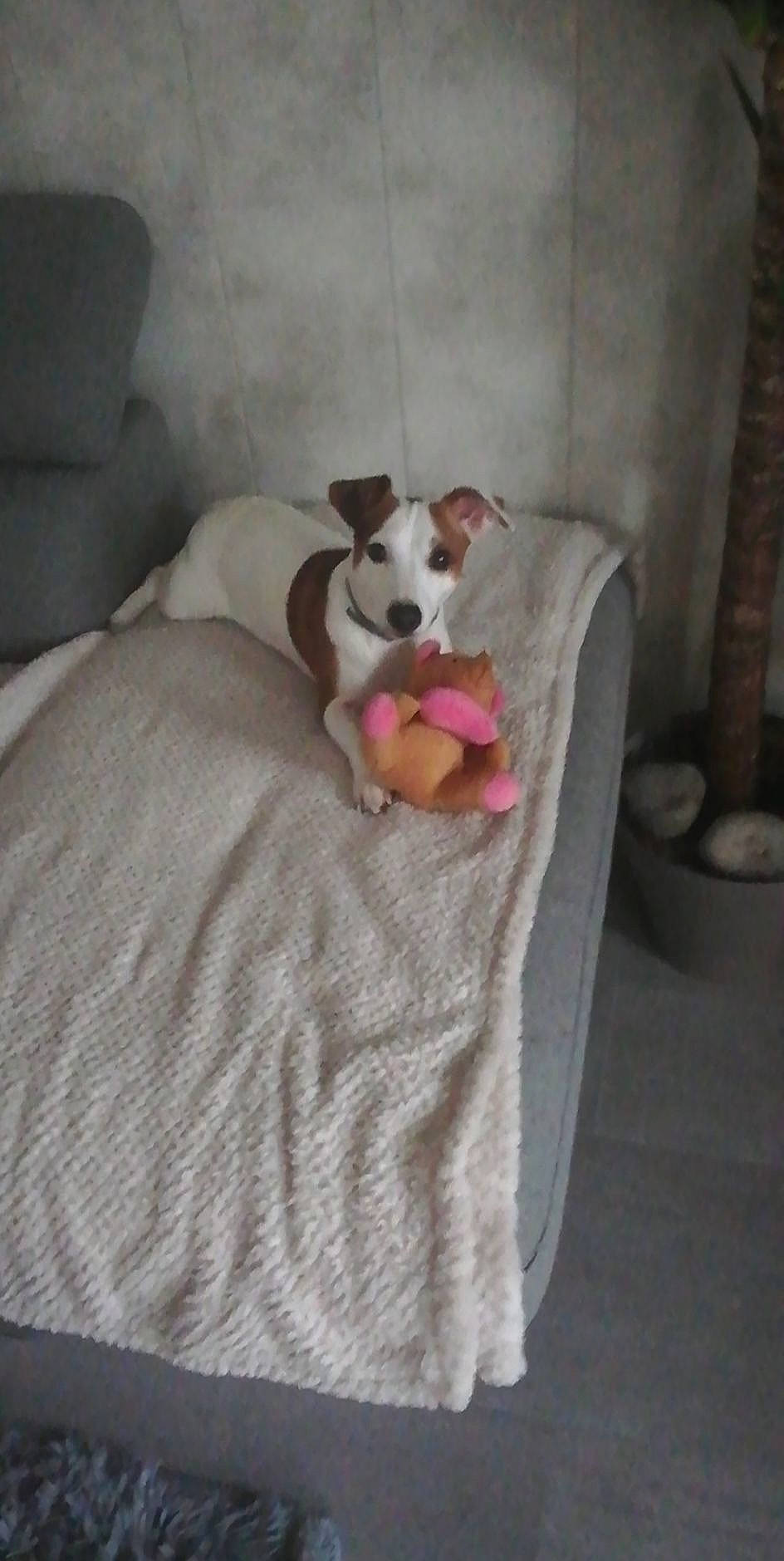 Ollie participe au concours pour gagner de l'argent avec cette photo : ball, canidae, carnivore, comfort, companion_dog, couch, dog, dog_bed, dog_breed, dog_supply, fawn, flooring, grey, hardwood, linens, room, snout, sporting_group, tail, toy