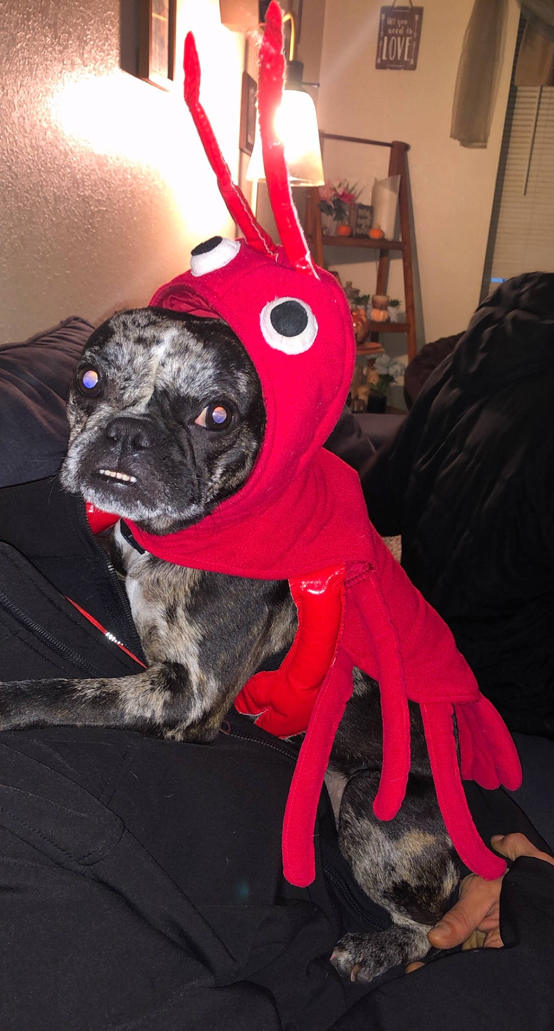 Sweetie is registered to the contest to win money with this photo: carnivore, collar, companion_dog, dog, dog_breed, dog_clothes, dog_collar, dog_supply, fawn, fictional_character, fur, leash, personal_protective_equipment, pet_supply, snout, sporting_group, tail, toy_dog, whiskers, working_animal