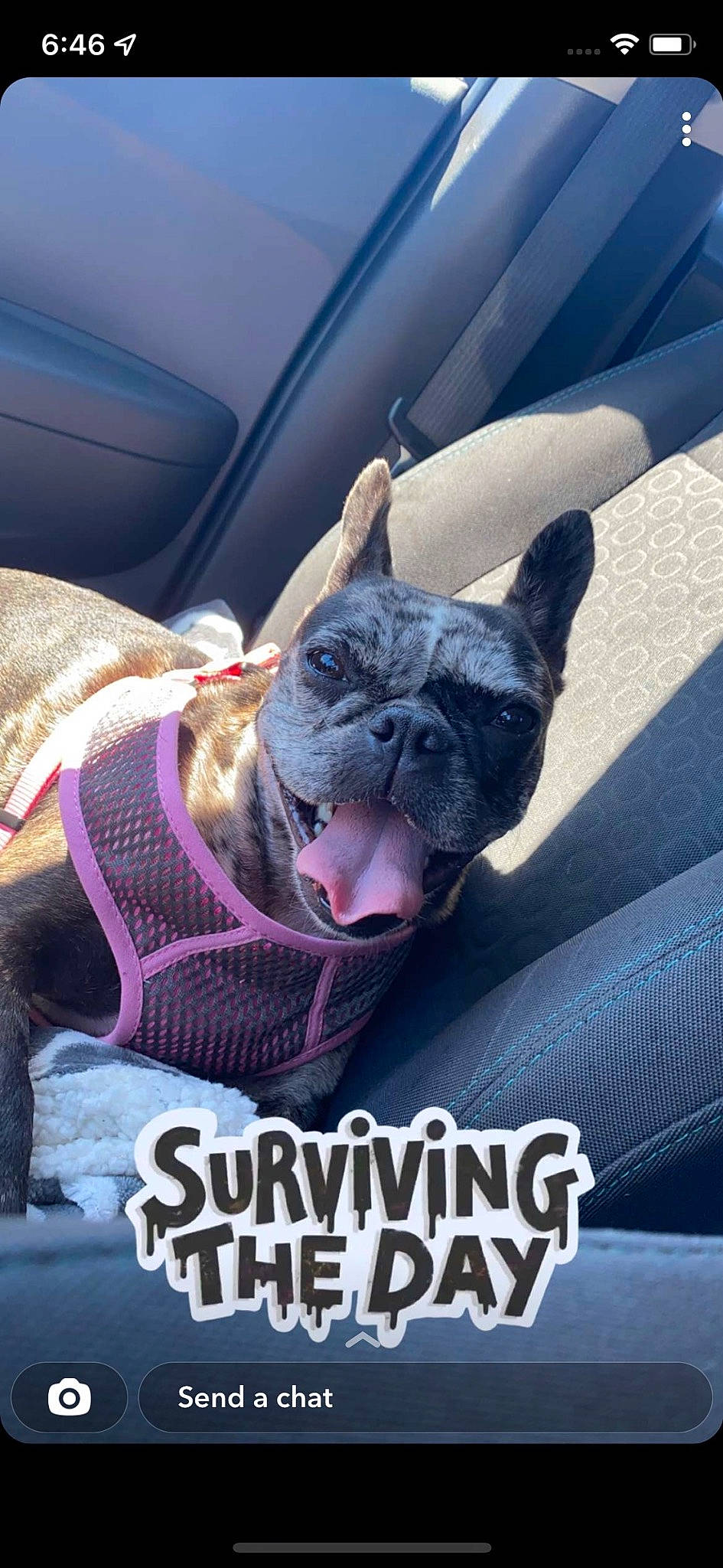 Sweetie joined the competition — help win amazing prizes! canidae, carnivore, collar, comfort, companion_dog, dog, dog_breed, dog_supply, electric_blue, fawn, font, fur, jaw, non_sporting_group, photo_caption, snout, sporting_group, toy_dog, whiskers, wrinkle