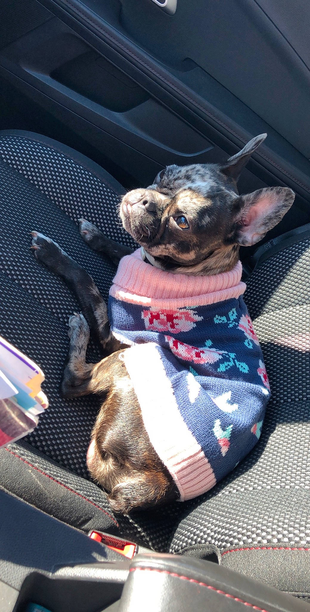 Sweetie is registered to the contest to win money with this photo: carnivore, collar, companion_dog, dog, dog_breed, dog_clothes, dog_collar, dog_supply, fawn, felidae, fur, hood, leash, pattern, snout, sporting_group, toy_dog, vehicle_door, whiskers, working_animal