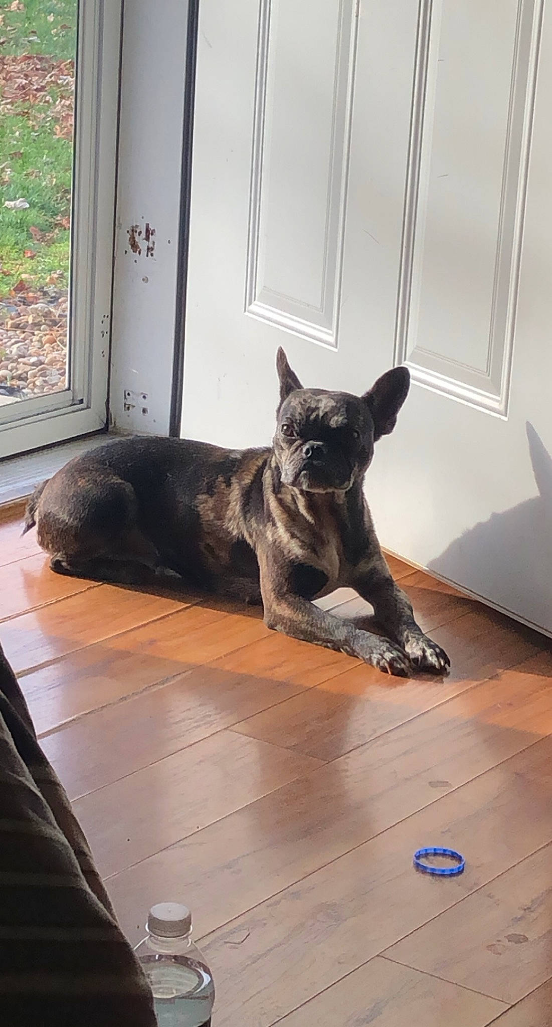 Sweetie is registered to the contest to win money with this photo: carnivore, comfort, companion_dog, dog, dog_breed, door, fawn, felidae, fixture, floor, flooring, fur, hardwood, room, small_to_medium_sized_cats, sporting_group, tail, whiskers, window, wood