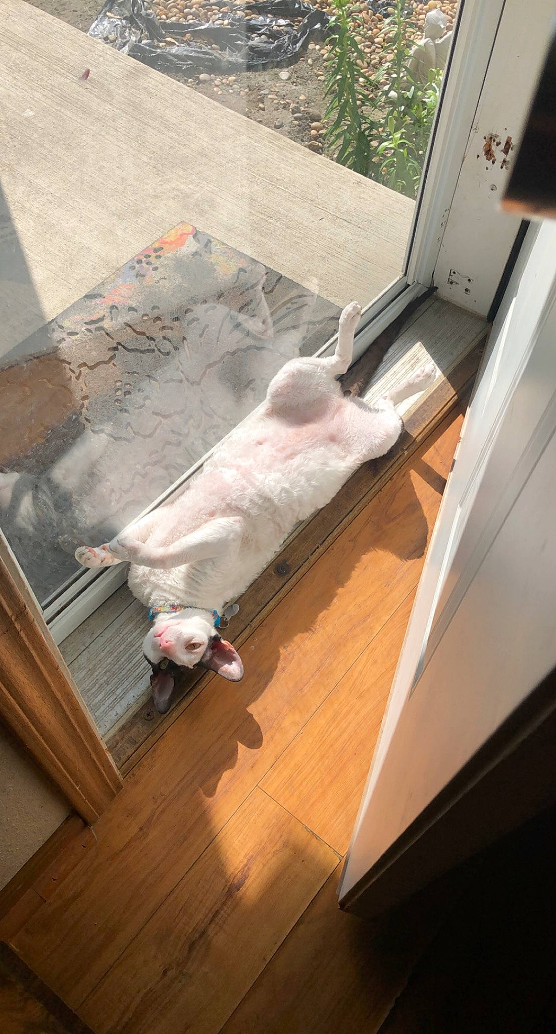 Nigel is registered to the contest to win money with this photo: carnivore, cat, comfort, companion_dog, couch, felidae, floor, flooring, fur, hardwood, laminate_flooring, plywood, room, small_to_medium_sized_cats, sporting_group, table, tail, whiskers, wood, wood_flooring