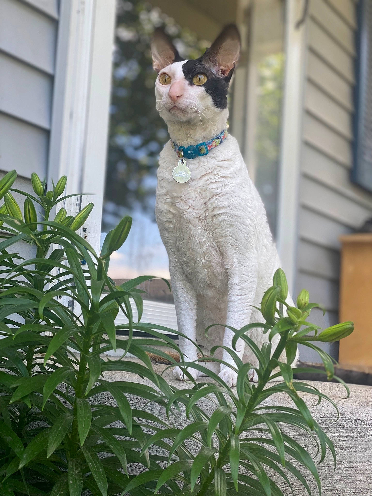 Nigel joined the competition — help win amazing prizes! carnivore, cat, collar, devon_rex, domestic_short_haired_cat, fawn, felidae, fur, grass, herb, plant, sitting, small_to_medium_sized_cats, snout, tail, thai, whiskers