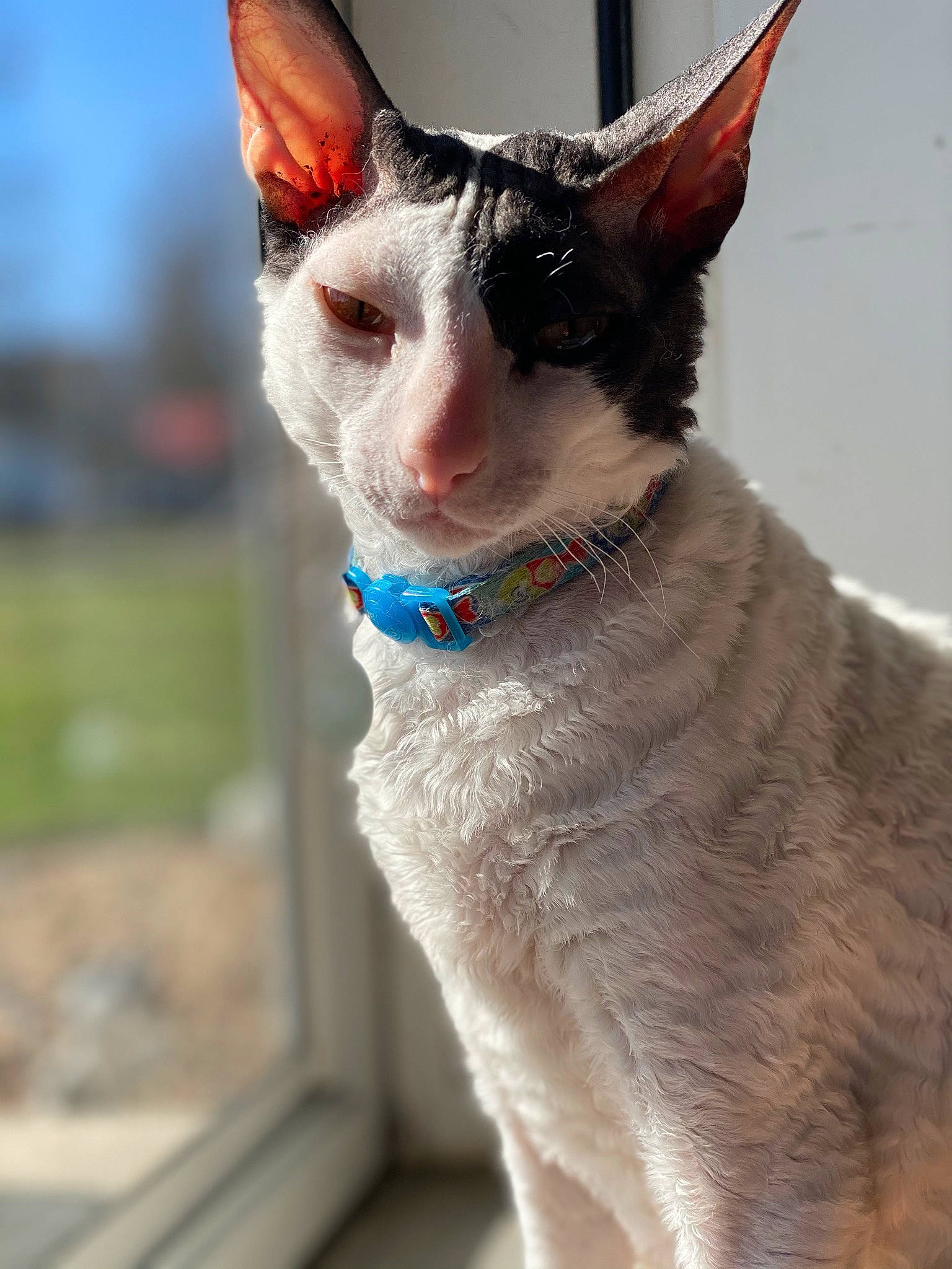 Nigel joined the competition — help win amazing prizes! carnivore, cat, collar, cone, devon_rex, domestic_short_haired_cat, fashion_accessory, fawn, felidae, fur, small_to_medium_sized_cats, snout, tail, whiskers, window, working_animal
