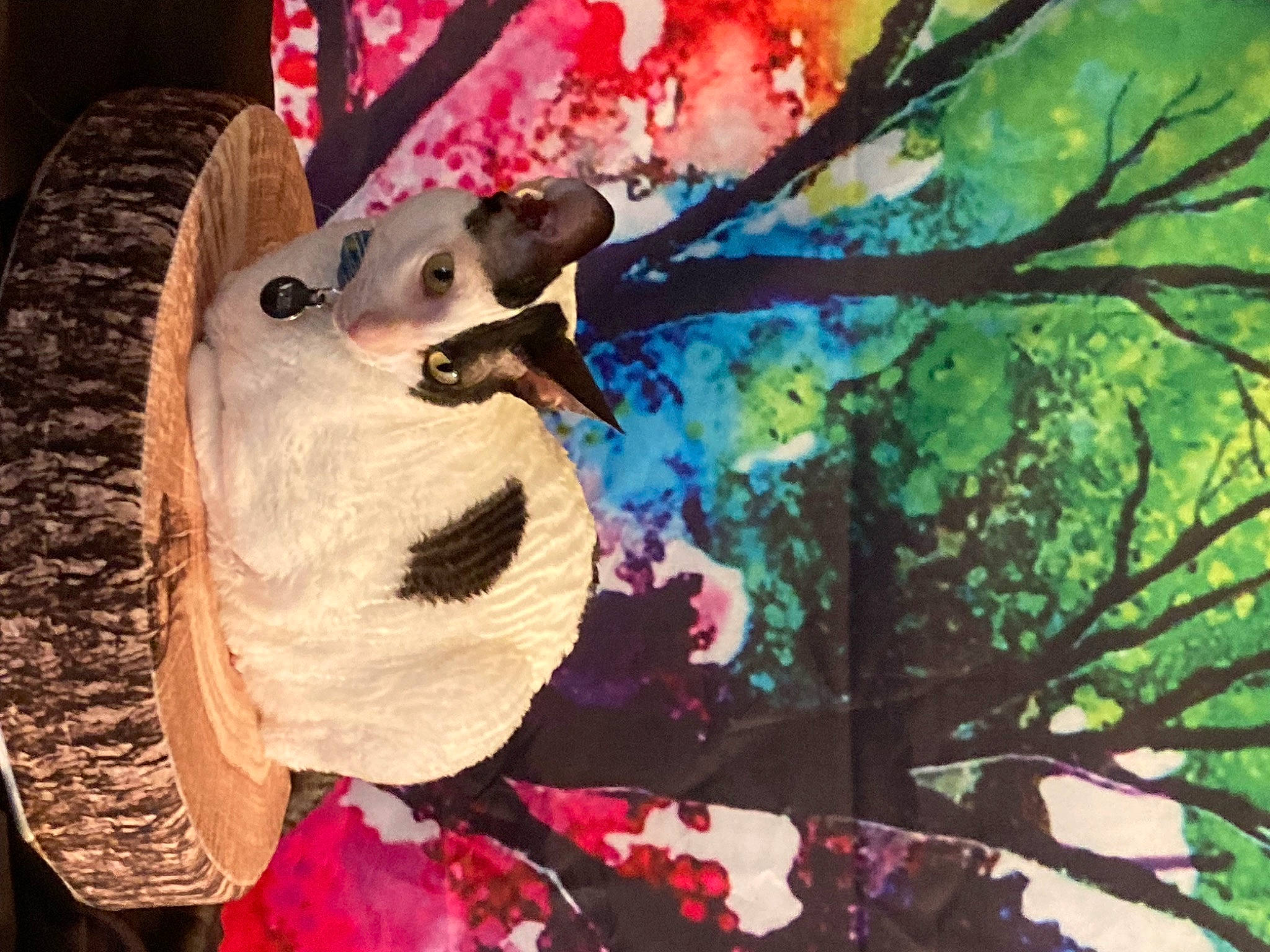 Nigel joined the competition — help win amazing prizes! animation, art, event, fictional_character, fun, fur, hat, helmet, illustration, magenta, mask, painting, plant, skull, sombrero, sun_hat, teddy_bear, tree, trunk, visual_arts