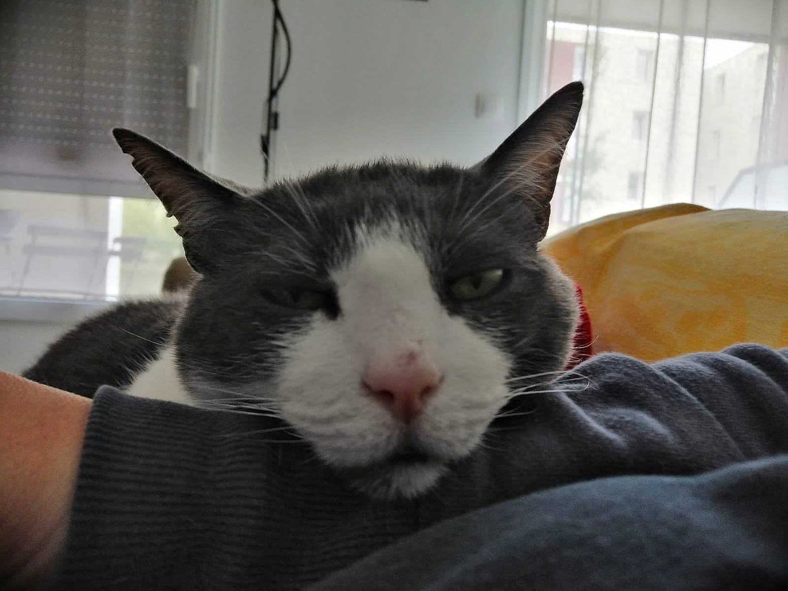 Zébulon participe au concours pour gagner de l'argent avec cette photo : american_wirehair, carnivore, cat, domestic_short_haired_cat, ear, european_shorthair, felidae, fur, kitten, mammal, nap, polydactyl_cat, small_to_medium_sized_cats, snout, whiskers