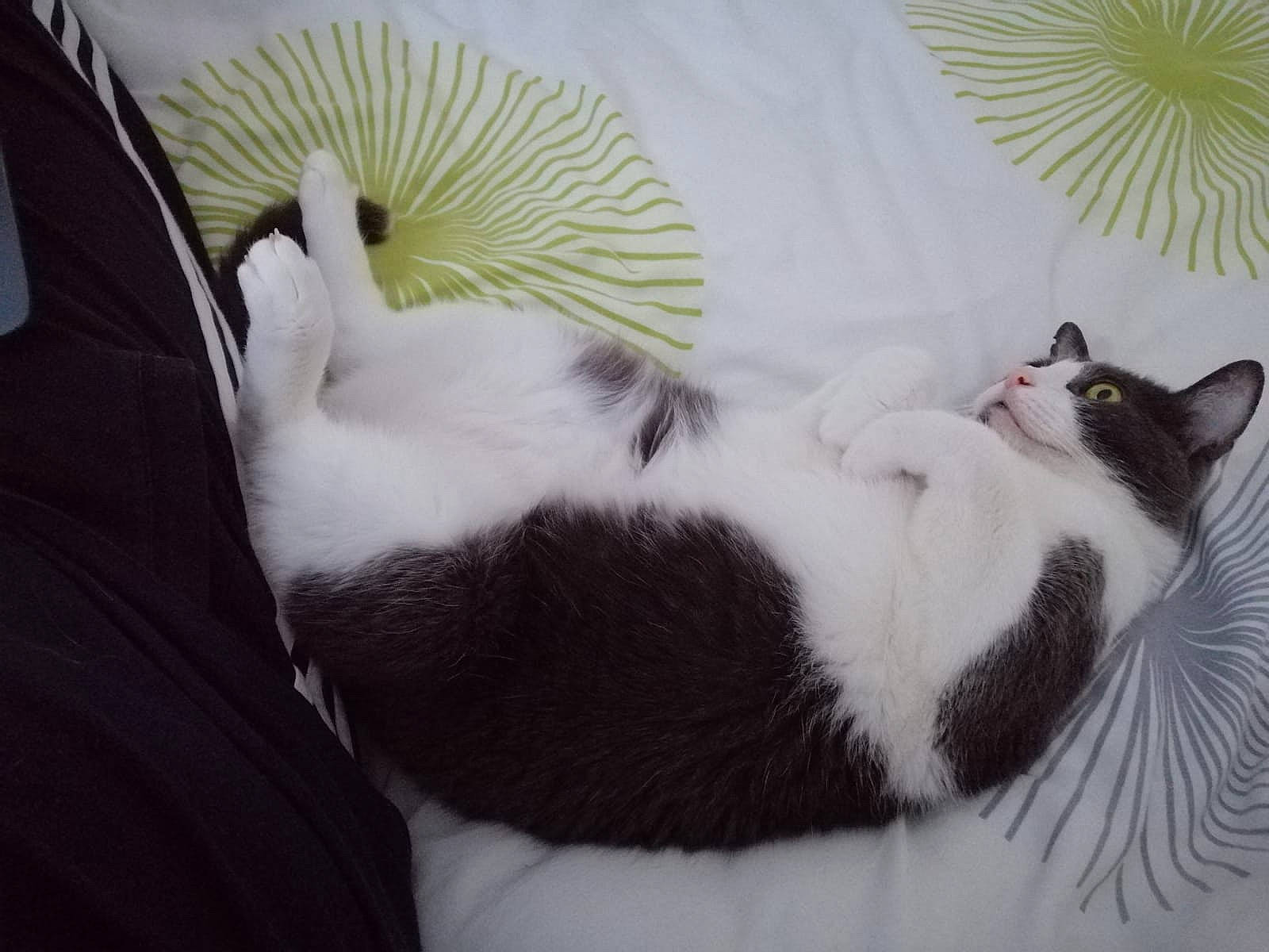 Zébulon participe au concours pour gagner de l'argent avec cette photo : aegean_cat, carnivore, cat, domestic_short_haired_cat, ear, eye, felidae, fur, japanese_bobtail, kitten, love, nap, nose, paw, sleep, small_to_medium_sized_cats, snout, tail, whiskers, white