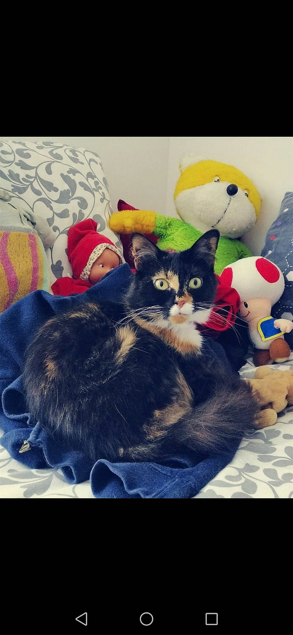 Apple participe au concours pour gagner de l'argent avec cette photo : american_shorthair, asian, black_cat, carnivore, cat, domestic_short_haired_cat, ear, european_shorthair, felidae, kitten, photo_caption, photography, small_to_medium_sized_cats, whiskers