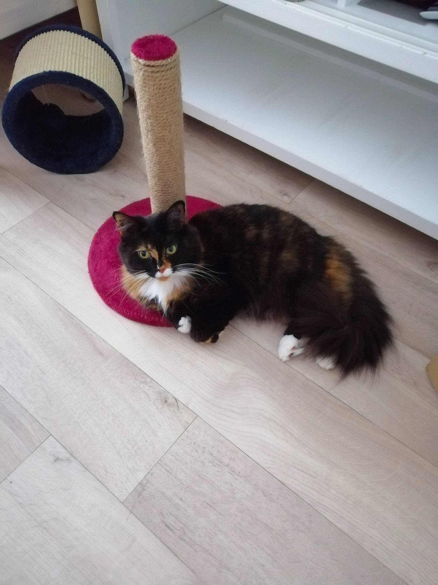 Apple a rejoint le concours — aidez-le/la à gagner de superbes lots ! carnivore, cat, domestic_long_haired_cat, fawn, felidae, floor, flooring, fur, hardwood, kitten, laminate_flooring, maine_coon, norwegian_forest_cat, persian, ragamuffin, small_to_medium_sized_cats, tail, whiskers, wood, wood_flooring