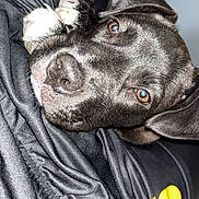 Ayko participe au concours pour gagner de l'argent avec cette photo : dog, black_dog, pet, paw, close_up, resting, lap, clothing, black_clothing, yellow_logo, indoor, portrait, cute, animal, canine, fur, ears, nose, brown_eyes, relaxed