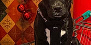 Ayko a rejoint le concours — aidez-le/la à gagner de superbes lots ! dog, black_dog, shopping_cart, holiday_decorations, red_ornaments, red_mailbox, white_chest_patch, indoor, pet, animal, festive, christmas, decor, metal_cart, cute, sitting, leash, background_pattern, holiday, winter