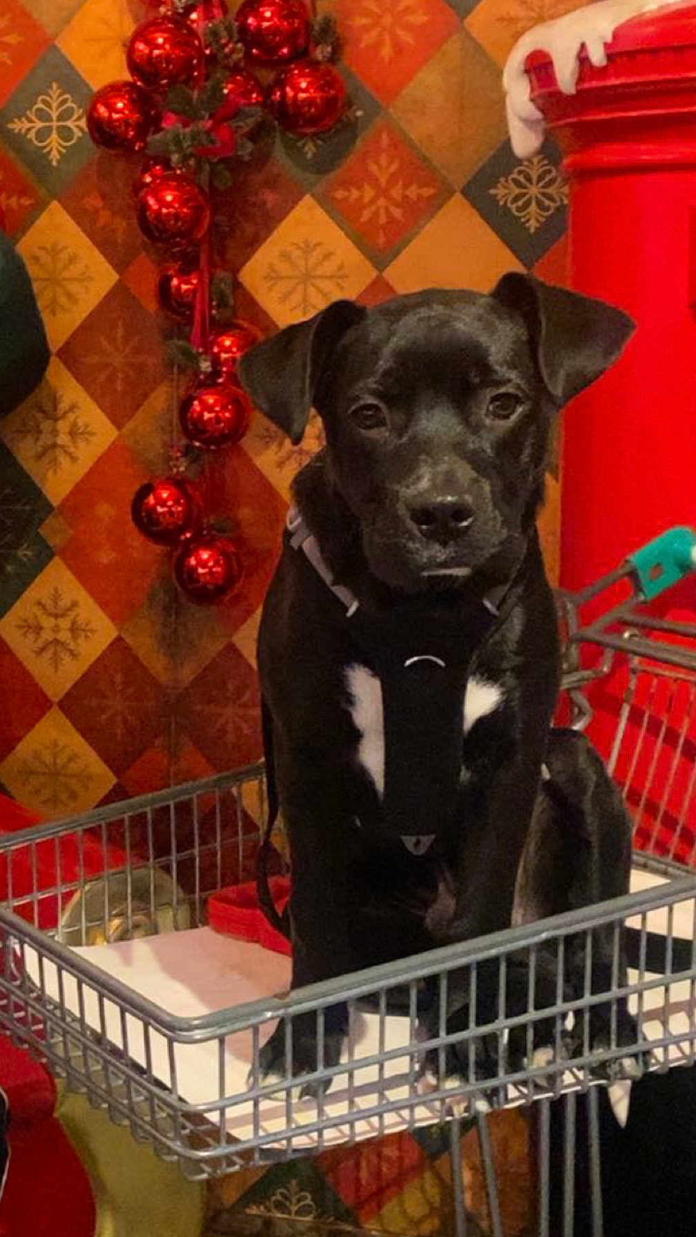Ayko a rejoint le concours — aidez-le/la à gagner de superbes lots ! dog, black_dog, shopping_cart, holiday_decorations, red_ornaments, red_mailbox, white_chest_patch, indoor, pet, animal, festive, christmas, decor, metal_cart, cute, sitting, leash, background_pattern, holiday, winter