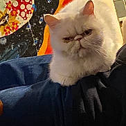 Nova is registered to the contest to win money with this photo: abstract_art, animal, cat, closeup, colorful_background, cozy, cute, domestic, expression, feline, fluffy, fur, grumpy_face, indoor, mushroom_pattern, pet, portrait, resting, seated, white_cat