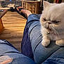 Nova joined the competition — help win amazing prizes! animal, casual, cat, close_up, cute, domestic, fluffy, footwear, furniture, grumpy_face, home, indoor, jeans, lap, person, pet, relaxing, ripped_jeans, white_cat, wooden_floor