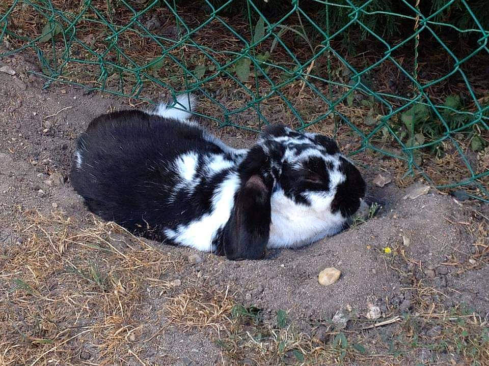 Filou a rejoint le concours — aidez-le/la à gagner de superbes lots ! canidae, carnivore, dog, dog_breed, domestic_rabbit, sporting_group, stabyhoun