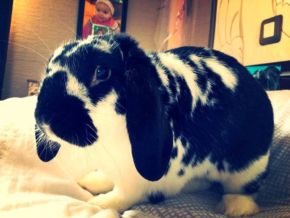 Filou a rejoint le concours — aidez-le/la à gagner de superbes lots ! black_and_white, domestic_rabbit, ear, fur, nose, rabbit, rabbits_and_hares, sky, snout, whiskers