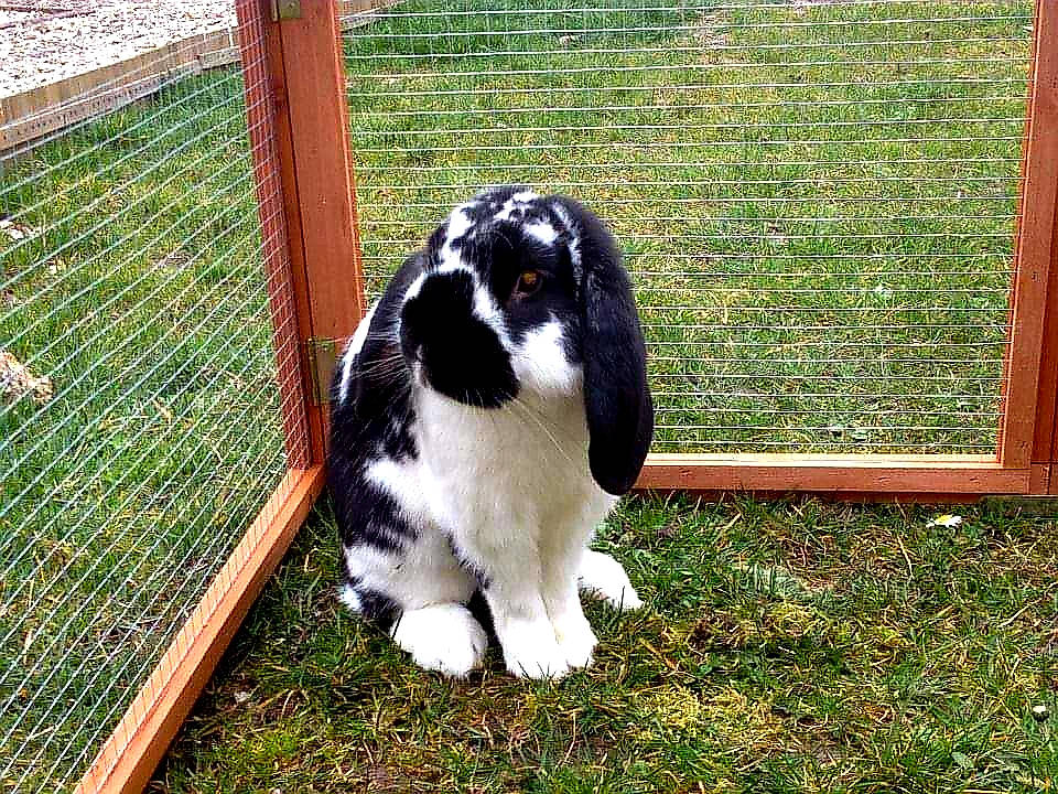 Filou participe au concours pour gagner de l'argent avec cette photo : canidae, domestic_rabbit, fur, grass, pasture, plant, rabbit, rabbits_and_hares, sporting_group, tail