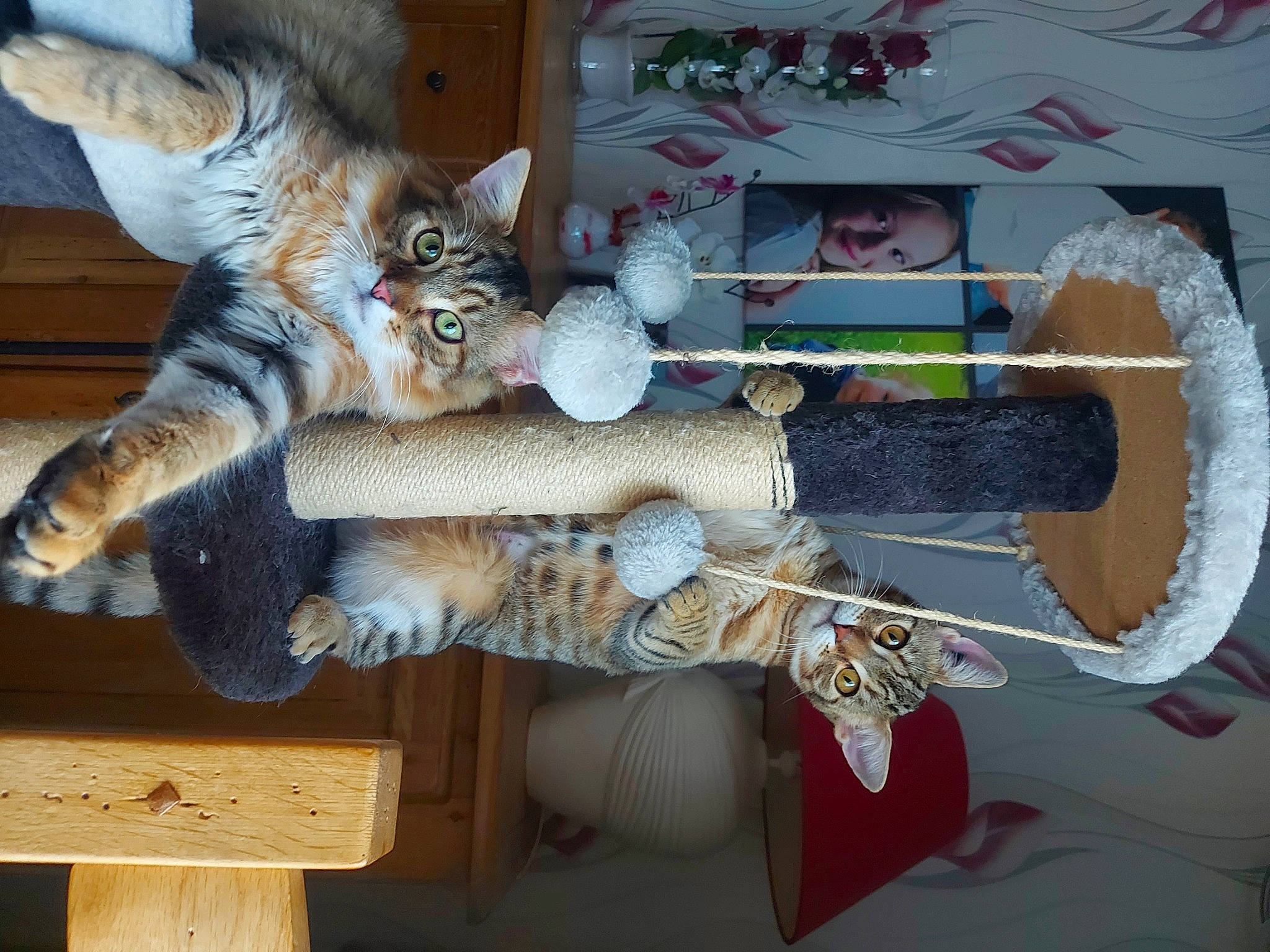 Tacos Et Tanya participe au concours pour gagner de l'argent avec cette photo : art, carnivore, cat, claw, domestic_short_haired_cat, felidae, fur, lap, paw, room, small_to_medium_sized_cats, stuffed_toy, tail, textile, toy, tree, whiskers, wood