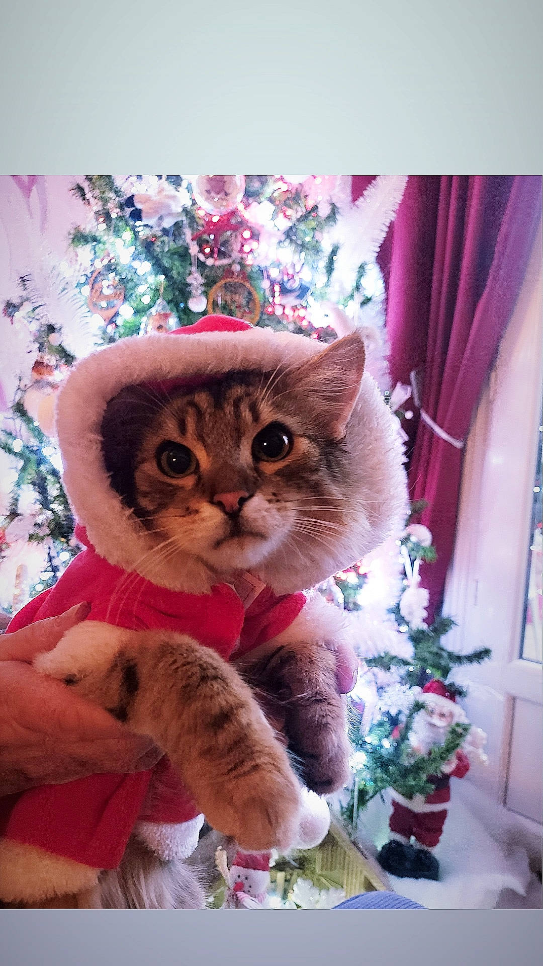 Tacos Et Tanya participe au concours pour gagner de l'argent avec cette photo : carnivore, cat, christmas_ornament, christmas_tree, curtain, domestic_short_haired_cat, fawn, felidae, fur, holiday, magenta, pattern, pink, plant, small_to_medium_sized_cats, snout, stuffed_toy, tail, tree, whiskers