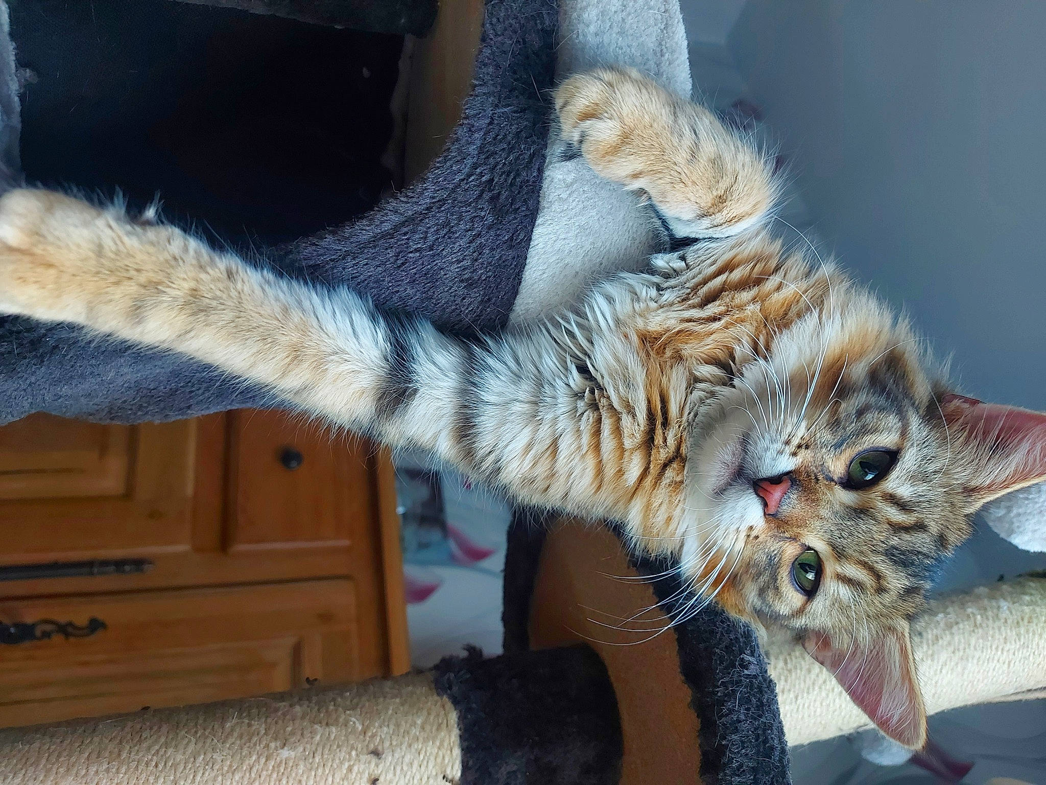 Tacos Et Tanya participe au concours pour gagner de l'argent avec cette photo : carnivore, cat, claw, comfort, domestic_short_haired_cat, felidae, foot, fur, gesture, human_leg, lap, natural_material, paw, plant, small_to_medium_sized_cats, snout, tail, toe, tree, whiskers