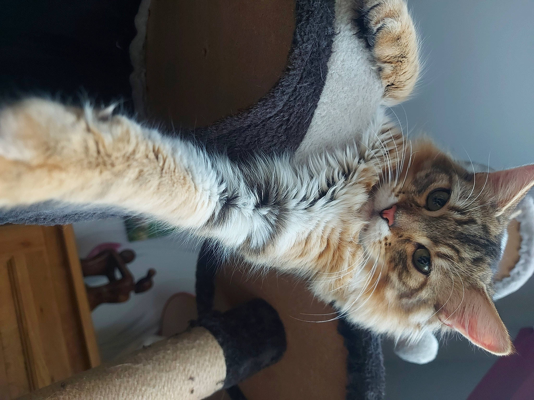 Tacos Et Tanya a rejoint le concours — aidez-le/la à gagner de superbes lots ! carnivore, cat, claw, domestic_short_haired_cat, fawn, felidae, foot, fur, human_leg, paw, plant, small_to_medium_sized_cats, snout, tail, whiskers