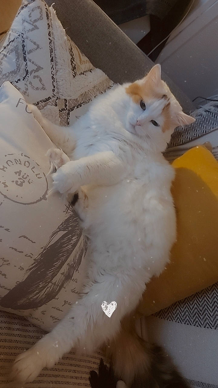 Mya a rejoint le concours — aidez-le/la à gagner de superbes lots ! carnivore, cat, claw, comfort, domestic_short_haired_cat, fawn, felidae, flooring, fur, paw, small_to_medium_sized_cats, tail, whiskers, wood