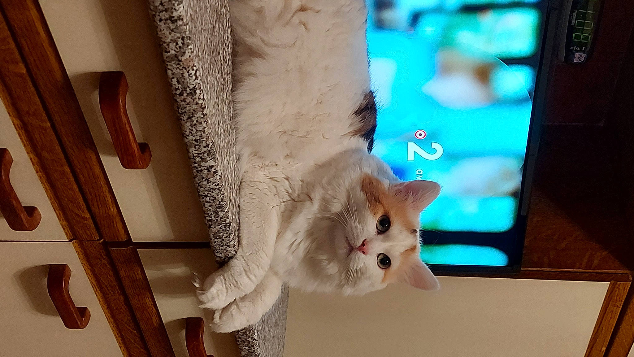 Mya a rejoint le concours — aidez-le/la à gagner de superbes lots ! canidae, carnivore, cat, claw, domestic_short_haired_cat, fawn, felidae, flooring, foot, fur, human_leg, paw, room, small_to_medium_sized_cats, stuffed_toy, tail, tree, whiskers, window, wood