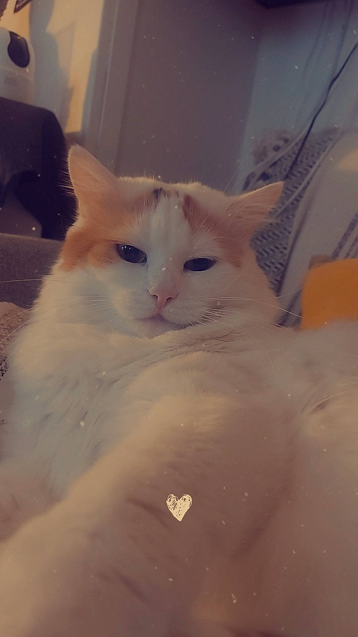 Mya participe au concours pour gagner de l'argent avec cette photo : carnivore, cat, comfort, domestic_short_haired_cat, eye, fawn, felidae, fur, iris, paw, small_to_medium_sized_cats, snout, tail, terrestrial_animal, whiskers, window, wood