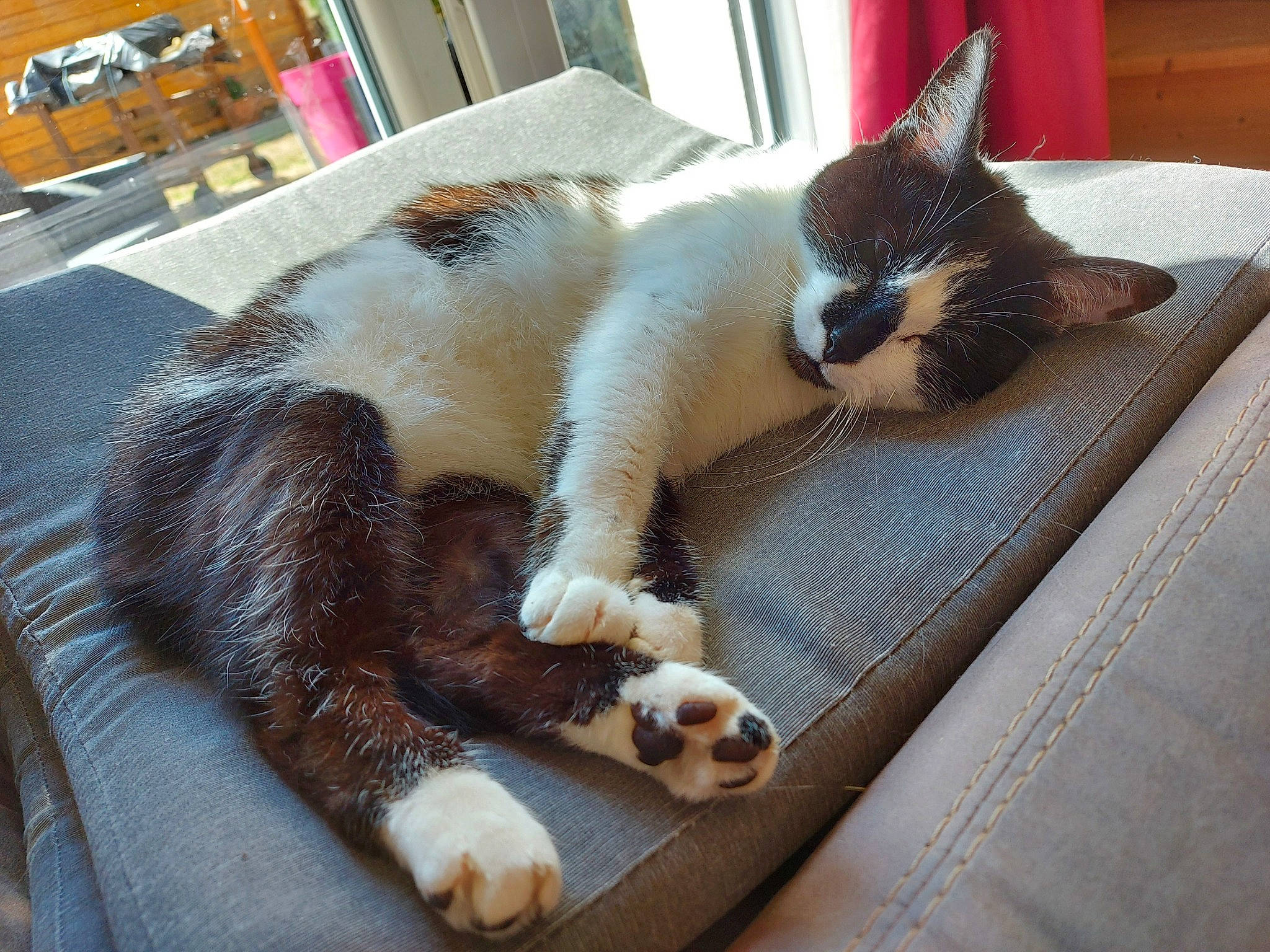 Mimine participe au concours pour gagner de l'argent avec cette photo : carnivore, cat, claw, fawn, felidae, fur, kitten, leg, nap, paw, polydactyl_cat, sleep, small_to_medium_sized_cats, snowshoe, tail, whiskers