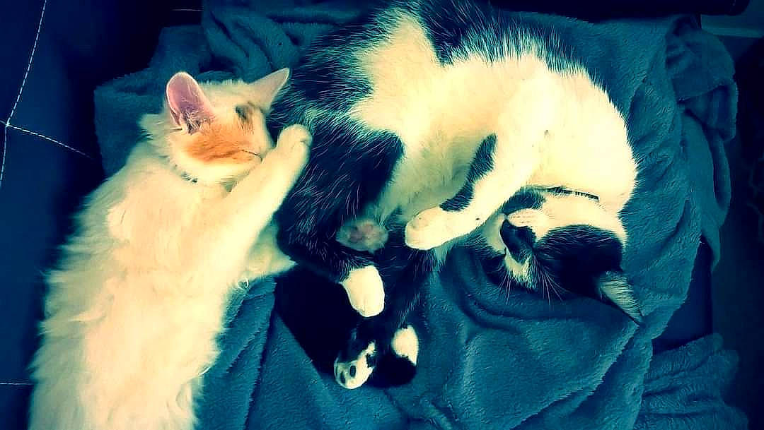 Mimine participe au concours pour gagner de l'argent avec cette photo : birman, canidae, carnivore, cat, claw, dog_breed, felidae, fur, kitten, mammal, puppy, ragdoll, small_to_medium_sized_cats, tail, turkish_van, whiskers