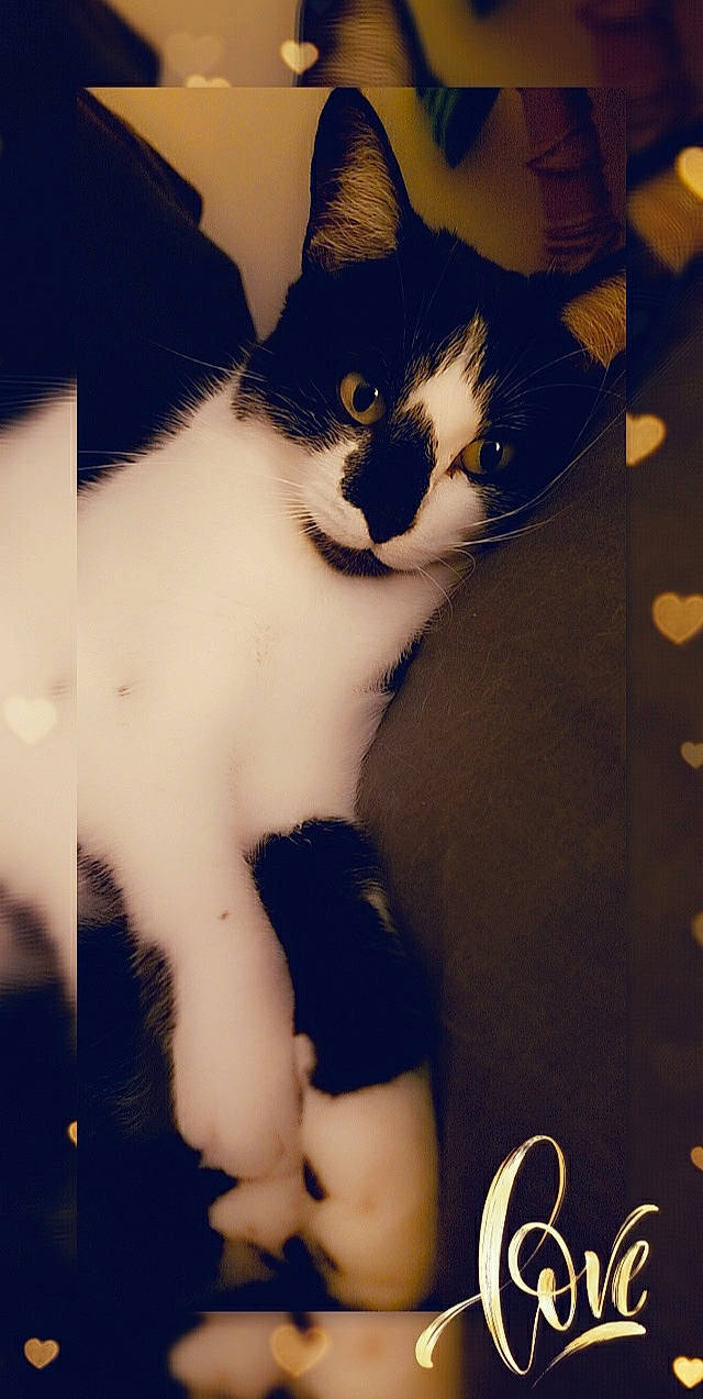 Mimine a rejoint le concours — aidez-le/la à gagner de superbes lots ! aegean_cat, american_wirehair, black_and_white, carnivore, cat, domestic_short_haired_cat, ear, eye, felidae, fur, head, kitten, nose, organ, paw, polydactyl_cat, skin, small_to_medium_sized_cats, tail, whiskers