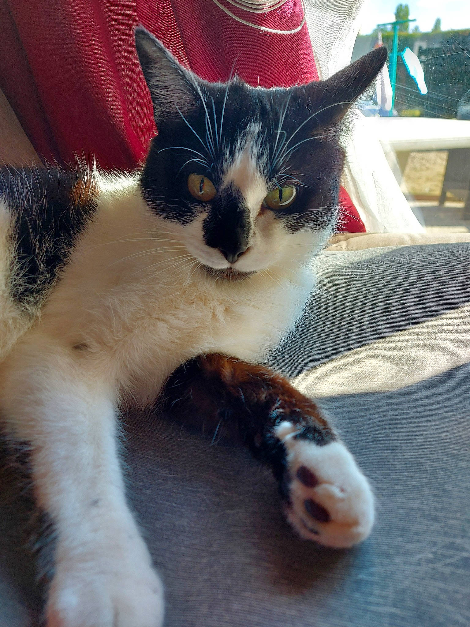 Mimine a rejoint le concours — aidez-le/la à gagner de superbes lots ! aegean_cat, american_wirehair, carnivore, cat, claw, domestic_short_haired_cat, european_shorthair, felidae, kitten, mammal, paw, polydactyl_cat, small_to_medium_sized_cats, tail, whiskers