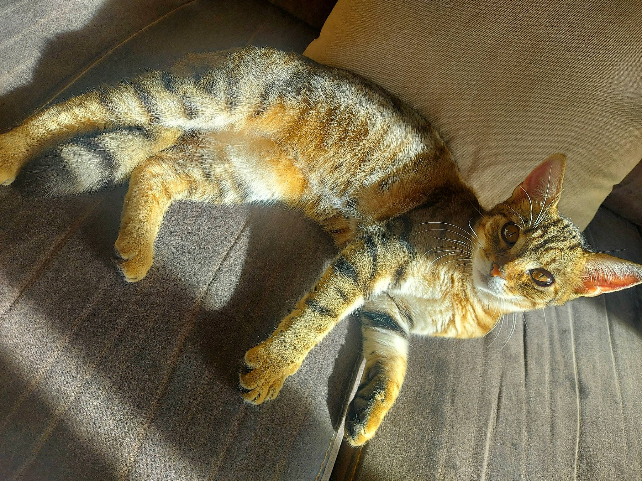 Tanya a rejoint le concours — aidez-le/la à gagner de superbes lots ! carnivore, cat, claw, comfort, domestic_short_haired_cat, fawn, felidae, fur, paw, small_to_medium_sized_cats, snout, tail, terrestrial_animal, toy, whiskers